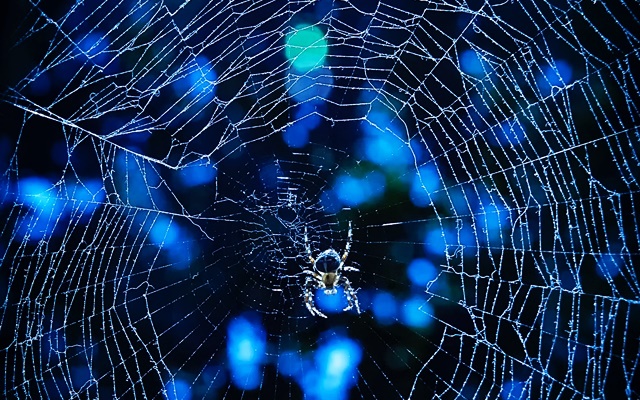 【夢占い】蜘蛛の巣の夢は、トラブルに注意【宝くじが当たる吉夢もあり】